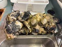 oysters.jpg oysters.jpg