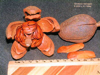 Florida Mahogany Seed Pod.jpg Florida Mahogany Seed Pod.jpg