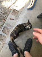 Cat2.jpg