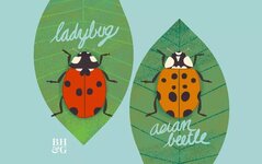 ladybugsvsasian.jpg