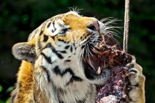 Tiger.jpg