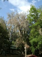 1313-Dead-Tree-07.JPG 1313-Dead-Tree-07.JPG