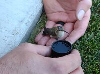 bird1.jpg bird1.jpg