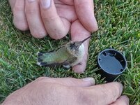 bird2.jpg bird2.jpg