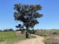 mudgee 5.jpg mudgee 5.jpg
