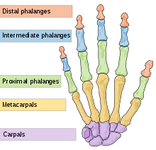 220px-Scheme_human_hand_bones-en.svg.png 220px-Scheme_human_hand_bones-en.svg.png