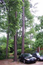 yard7.jpg