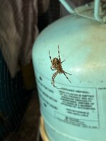 spider.jpg