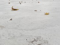 IMG_7484.jpg