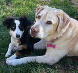 daisy and buttercup.jpg