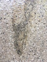 Floor.JPG