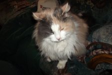 Pretty Kitty 2.jpg