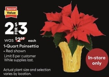 1 quart poinsettia.png
