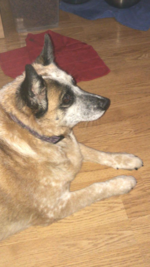 Sandy dog-01.jpg.png