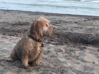 Rusty at Beach.jpg Rusty at Beach.jpg