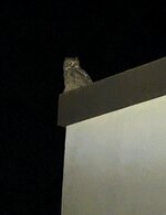 PXL_20221125_022832193~2.jpg