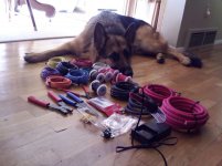 Electrodog.jpg