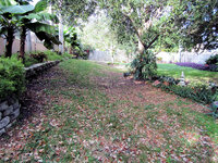 2023-01-08 Oaks iin Fall Staghorn.jpg 2023-01-08 Oaks iin Fall Staghorn.jpg