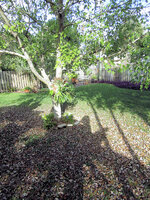 2023-01-08 Maple iin Fall Staghorn.jpg 2023-01-08 Maple iin Fall Staghorn.jpg