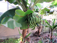 2023-01-08 Bananas 1.jpg 2023-01-08 Bananas 1.jpg