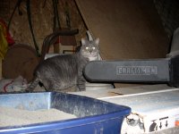 cats 004.jpg