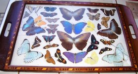 Buterfly tray.jpg