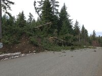 treedown1.JPG