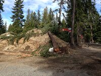treedown3.JPG