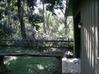 1468-Tree-16.JPG