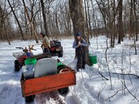 2023 tapping trees.jpg 2023 tapping trees.jpg