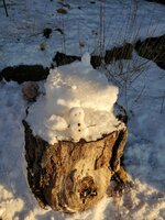Bob House on log.jpg Bob House on log.jpg