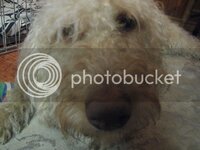 Molly010.jpg