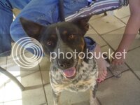 doggies041.jpg
