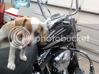 HDPup.jpg