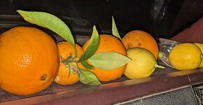 PXL_20230309_100901623.jpg