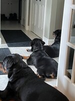 IMG_8694.jpeg IMG_8694.jpeg
