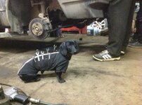 your-dog-can-now-be-a-mechanics-assistant-with-this-cute-dog-work-vest-1.jpg