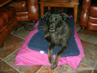 1715-Pekoe-02.JPG