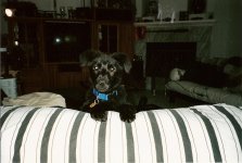 1716-Pekoe-Puppy-01.jpg