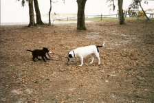 1718-Pekoe-Puppy-06.jpg