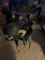 IMG_2222.jpeg