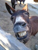 donkey-M.jpg