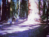 Redwoods in Sequoia National Park.jpg Redwoods in Sequoia National Park.jpg