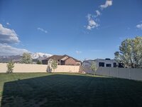 trees.jpg
