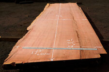 Giant Sequoia Redwood Slab.jpg Giant Sequoia Redwood Slab.jpg