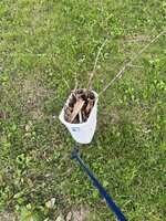 IMG_1482.jpeg