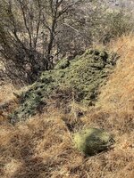 IMG_2650.jpeg