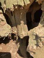 IMG_1039.jpeg