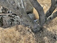 IMG_2960.jpeg