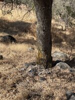 IMG_2944.jpeg